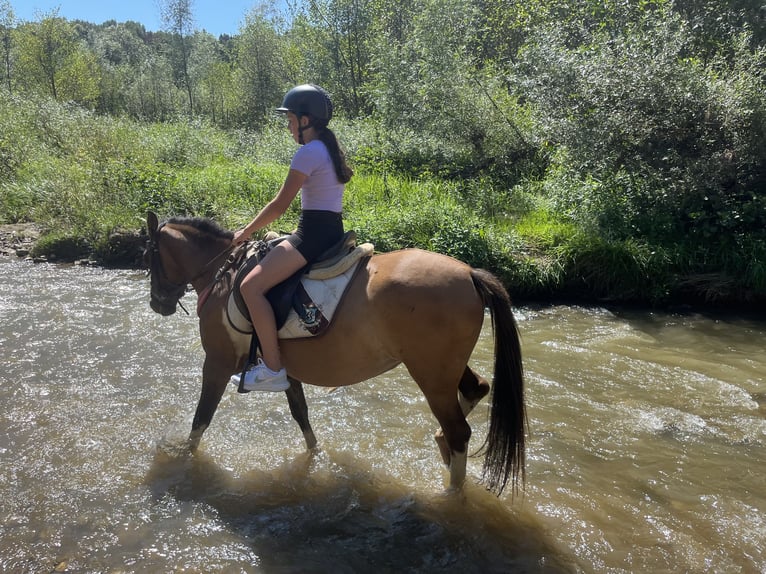 Hucul Sto 8 år 142 cm Pinto in Pinkafeld