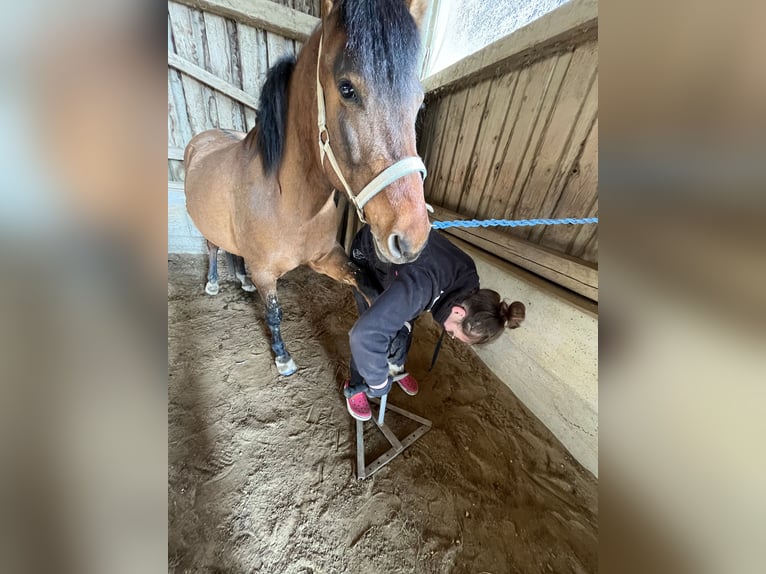 Hucul Sto 8 år 150 cm Brun in Ried im Innkreis