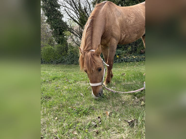 Hucul Blandning Valack 12 år 135 cm Fux in Maissau