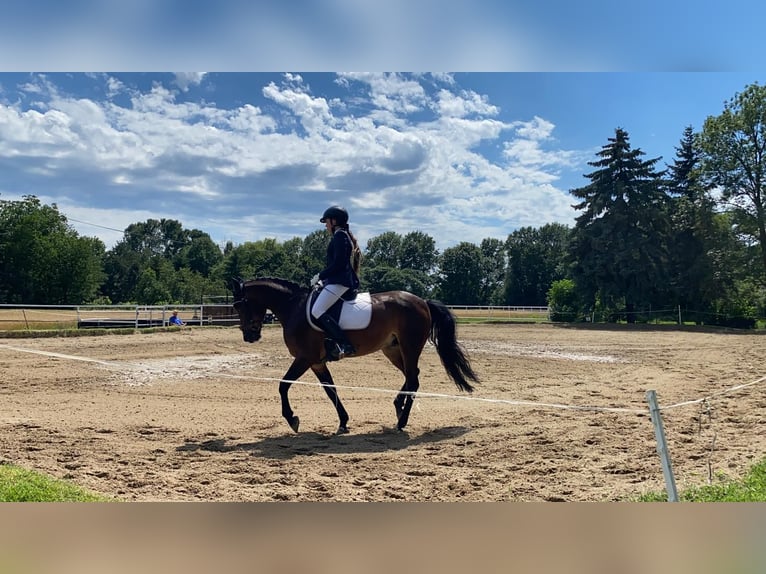 Hucul Valack 12 år 145 cm Brun in St.Pölten