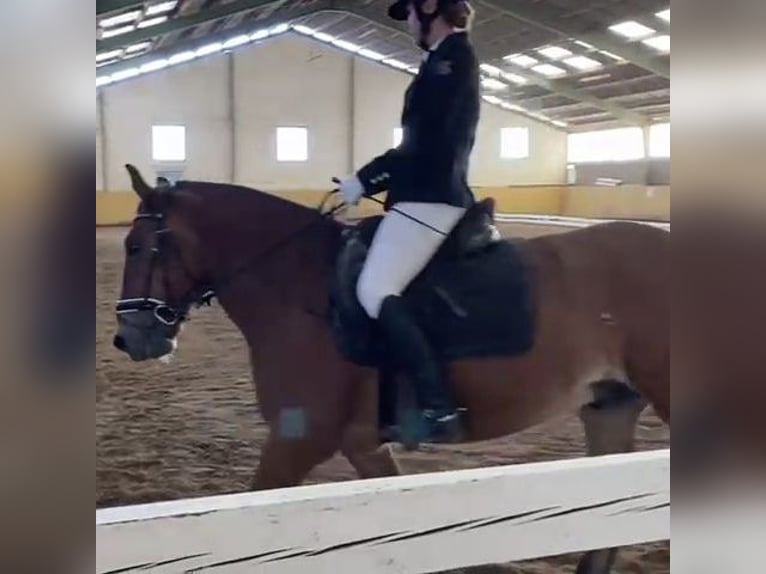 Hucul Blandning Valack 13 år 148 cm Brun in Wien, Donaustadt