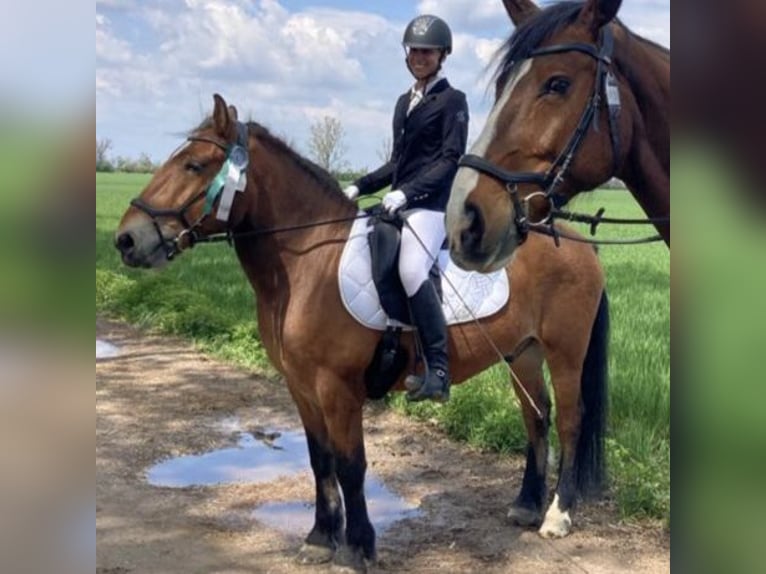 Hucul Blandning Valack 13 år 148 cm Brun in Wien, Donaustadt