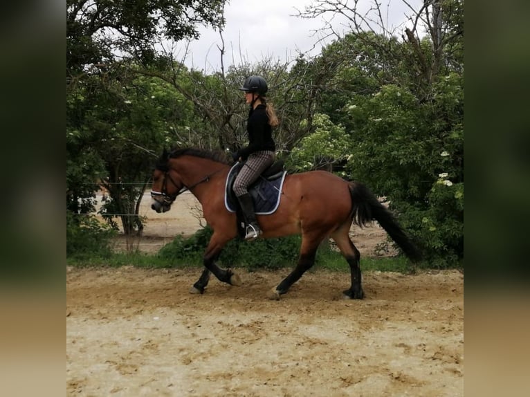 Hucul Blandning Valack 13 år 148 cm Brun in Wien, Donaustadt