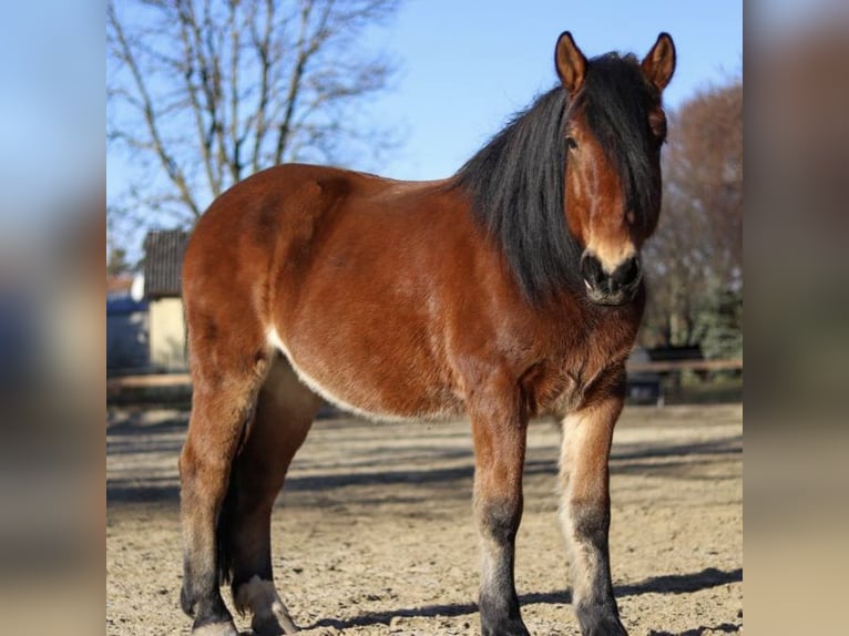 Hucul Blandning Valack 13 år 148 cm Brun in Wien, Donaustadt