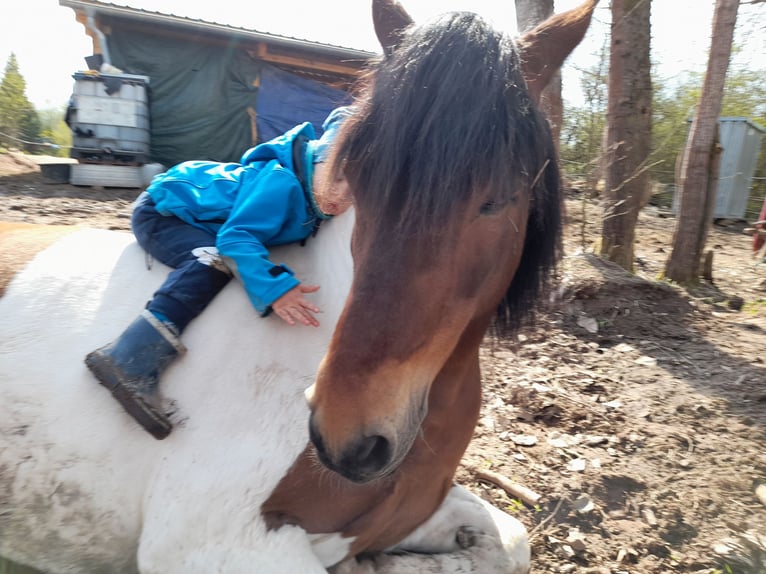 Hucul Valack 17 år 140 cm Pinto in Suhl