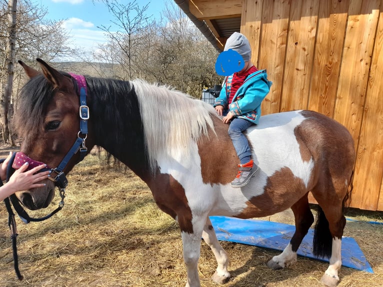 Hucul Valack 17 år 140 cm Pinto in Suhl