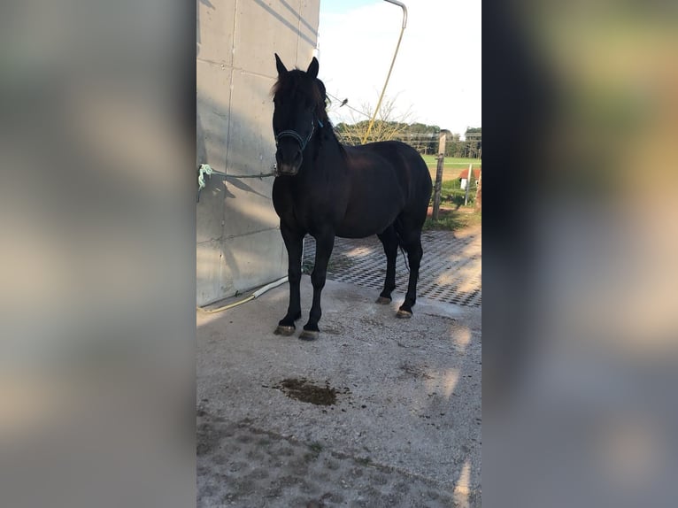 Hucul Valack 20 år 135 cm Mörkbrun in Steyr