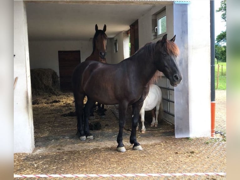 Hucul Valack 20 år 135 cm Mörkbrun in Steyr