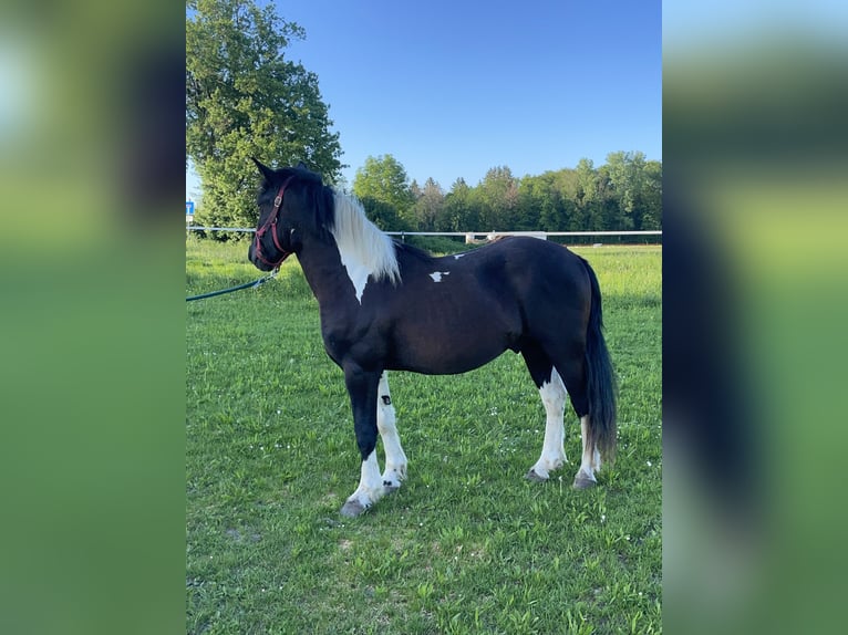 Hucul Blandning Valack 3 år 149 cm Pinto in Fuchstal