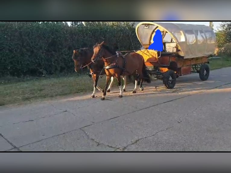 Hucul Valack 4 år 145 cm Brun in Mülheim an der Ruhr