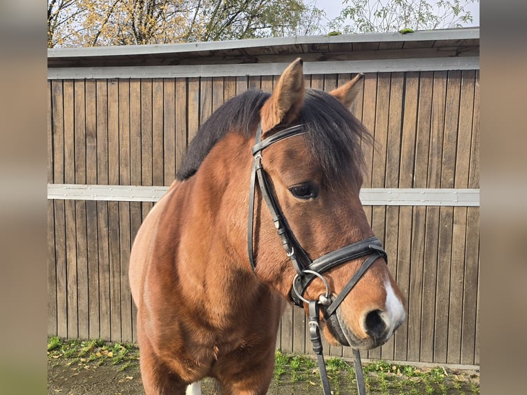 Hucul Valack 4 år 145 cm Brun in Mülheim an der Ruhr