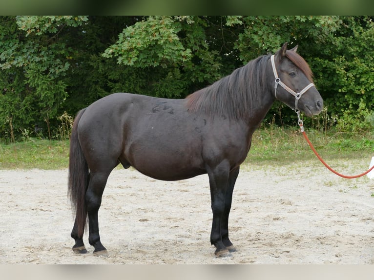 Hucul Valack 5 år 143 cm Svart in Ramsau