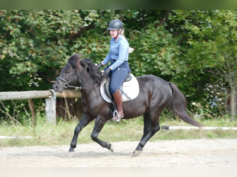 Hucul Valack 5 år 143 cm Svart in Ramsau