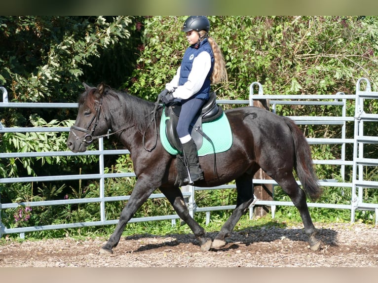 Hucul Valack 5 år 143 cm Svart in Ramsau