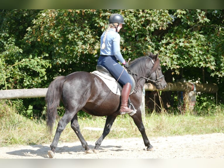 Hucul Valack 5 år 143 cm Svart in Ramsau