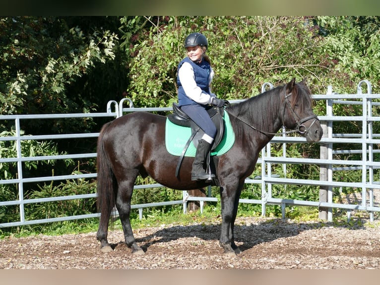 Hucul Valack 5 år 143 cm Svart in Ramsau