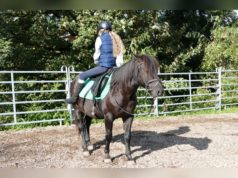 Hucul Valack 5 år 143 cm Svart in Ramsau