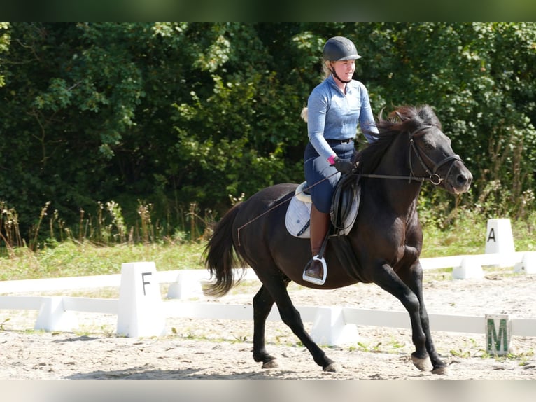 Hucul Valack 5 år 143 cm Svart in Ramsau