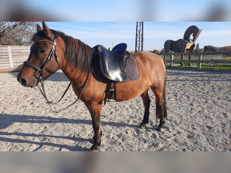 Hucul Valack 6 år 138 cm Brun in Oggau am Neusiedler See