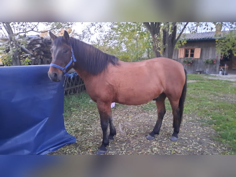 Hucul Valack 6 år 138 cm Brun in Oggau am Neusiedler See