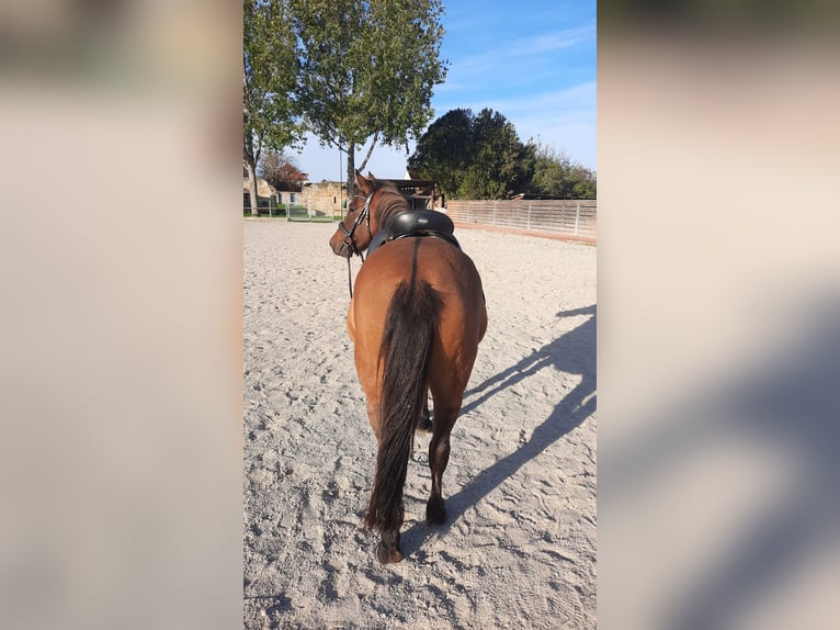 Hucul Valack 6 år 138 cm Brun in Oggau am Neusiedler See