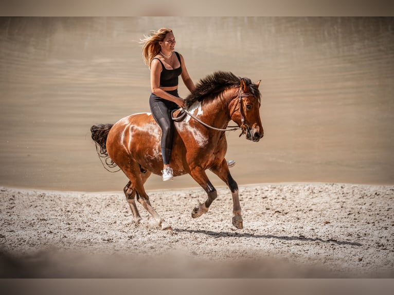 Hucul Valack 6 år 142 cm Pinto in Oberlangen