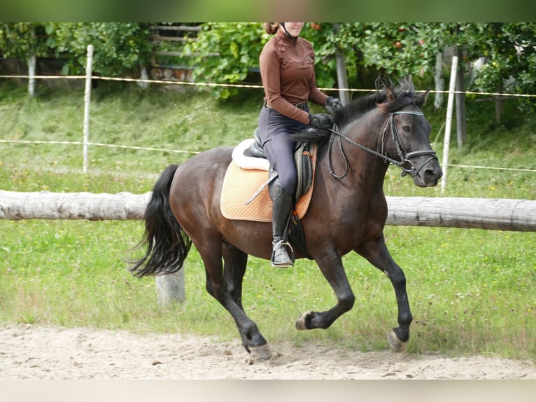 Hucul Valack 7 år 146 cm Svart in Ramsau