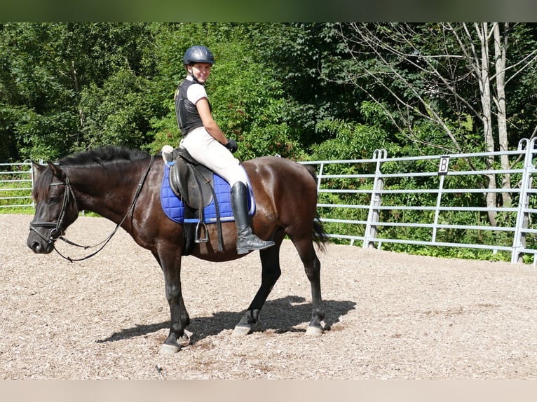 Hucul Valack 7 år 146 cm Svart in Ramsau