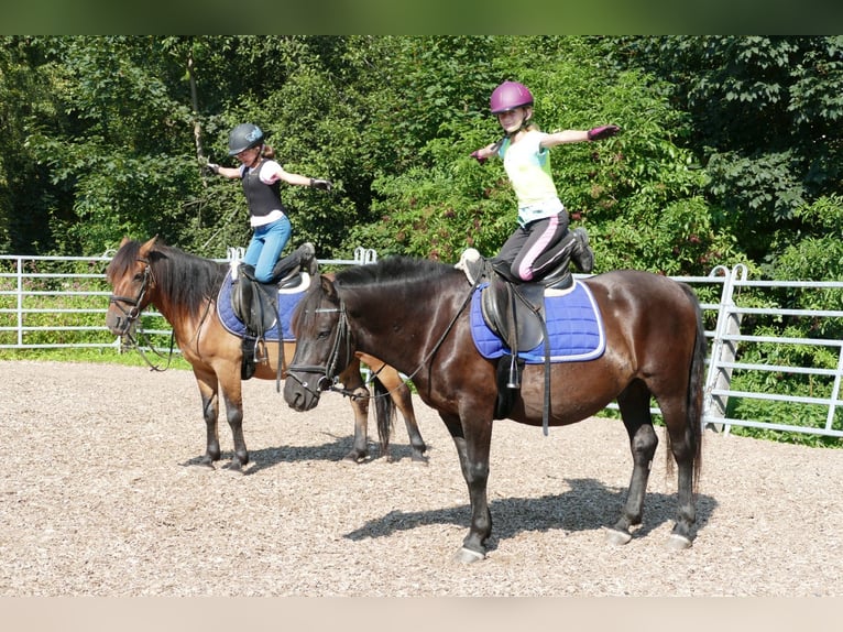 Hucul Valack 7 år 146 cm Svart in Ramsau