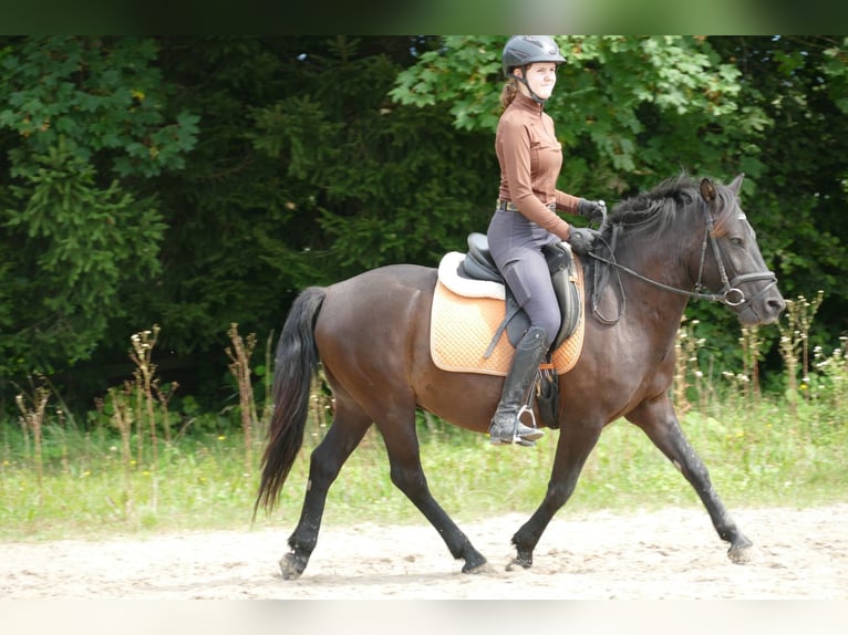 Hucul Valack 7 år 146 cm Svart in Ramsau