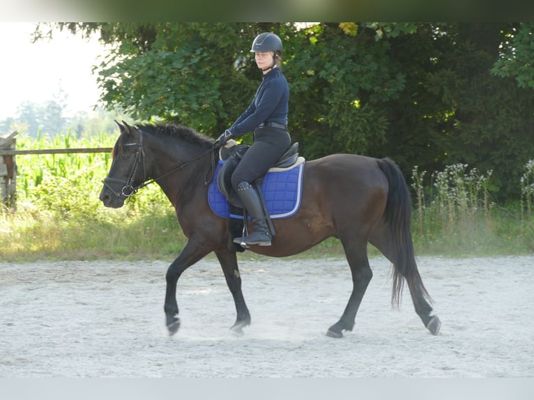 Hucul Valack 7 år 146 cm Svart in Ramsau