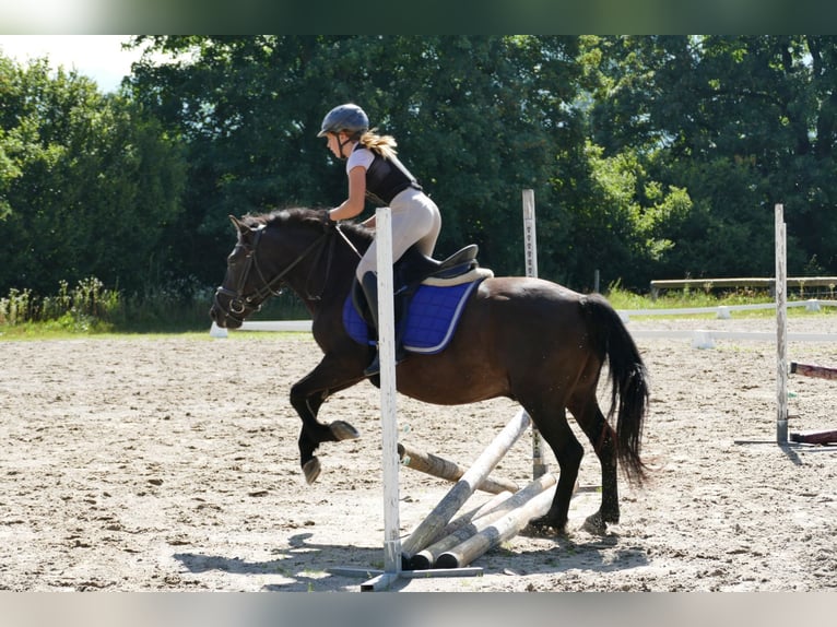 Hucul Valack 7 år 146 cm Svart in Ramsau