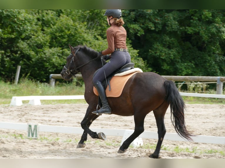 Hucul Valack 7 år 146 cm Svart in Ramsau