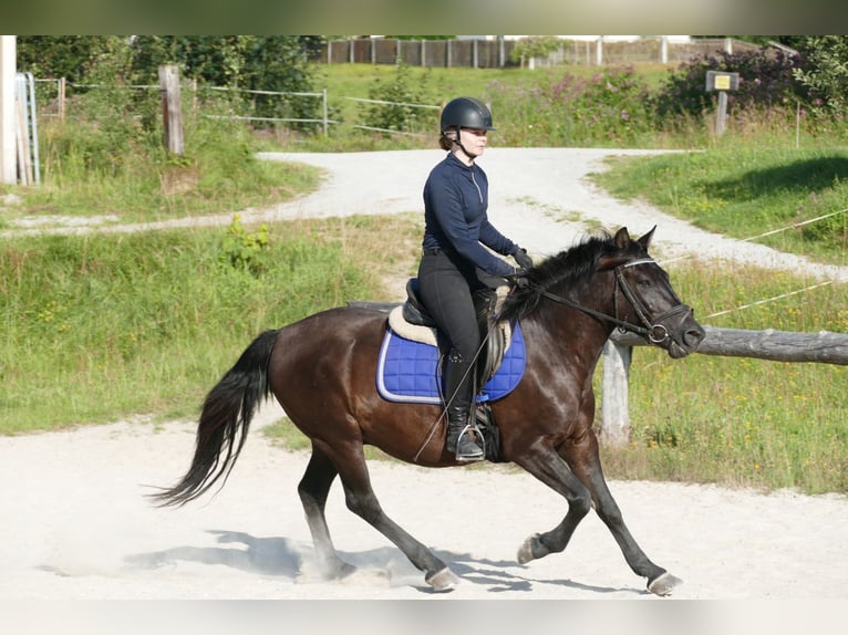 Hucul Valack 7 år 146 cm Svart in Ramsau