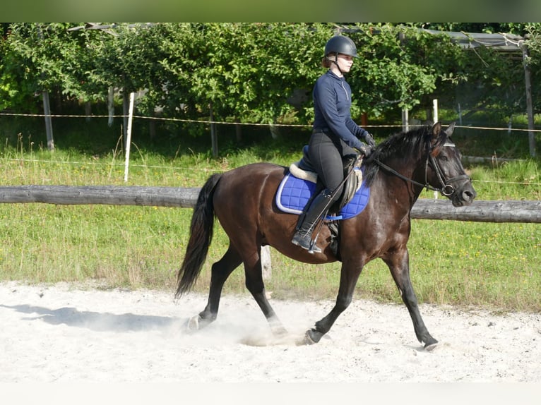 Hucul Valack 7 år 146 cm Svart in Ramsau