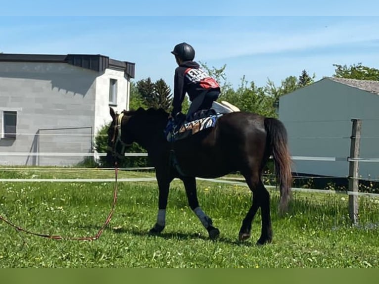 Hucul Valack 8 år 139 cm Svart in Remetschwil