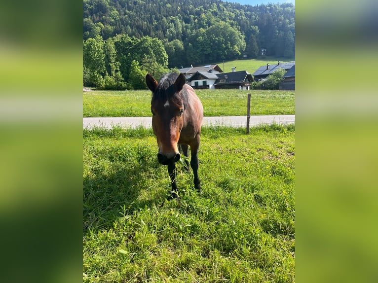 Hucul Valack 8 år 150 cm Brun in St Wolfgang