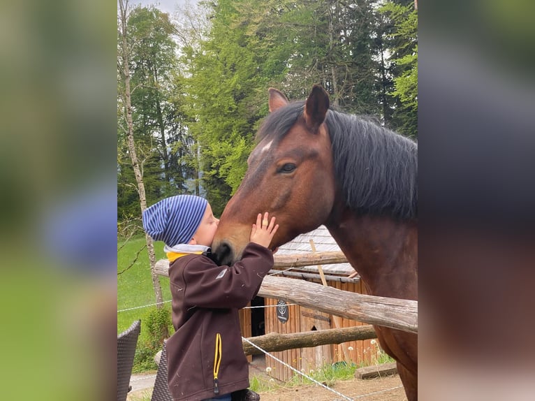 Hucul Valack 8 år 150 cm Brun in St Wolfgang