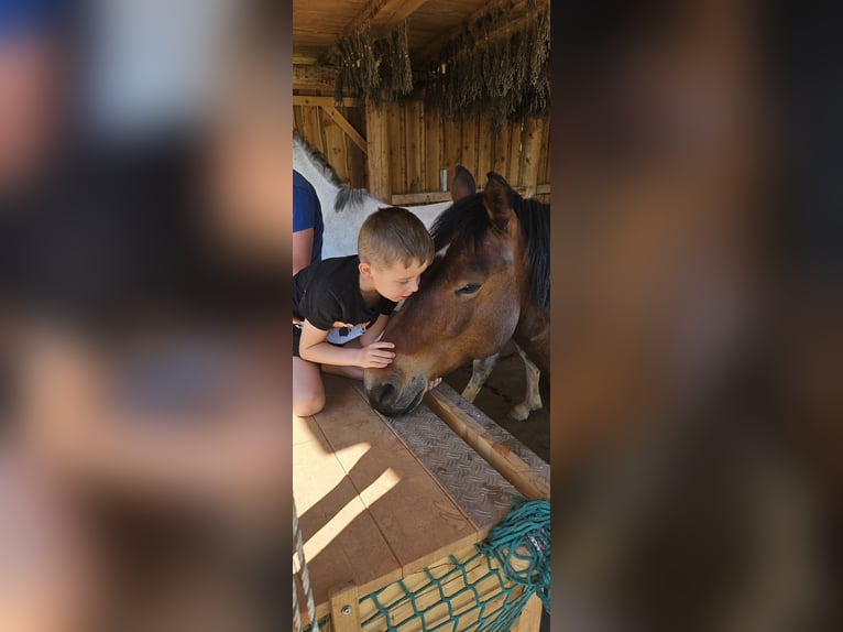 Hucul Valack 8 år 150 cm Brun in St Wolfgang