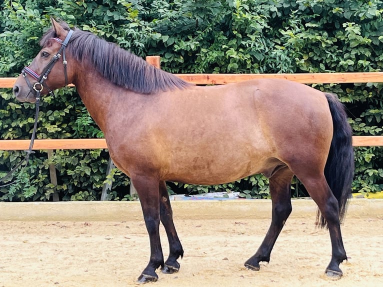 Hucul Valack 9 år 148 cm Mörkbrun in Ursensollen