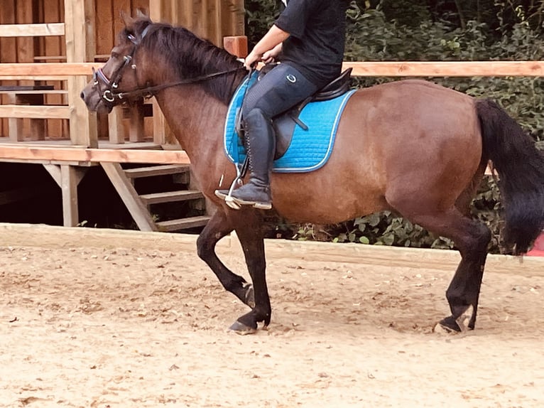 Hucul Valack 9 år 148 cm Mörkbrun in Ursensollen