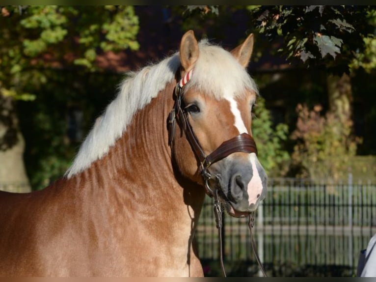 HUMPHREY Sangre fría alemana renana Semental in Warendorf