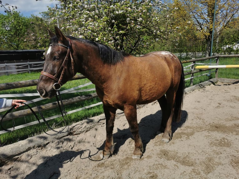 Hungarian Sport Horse Mix Gelding 10 years 15.1 hh Bay-Dark in Salzburg