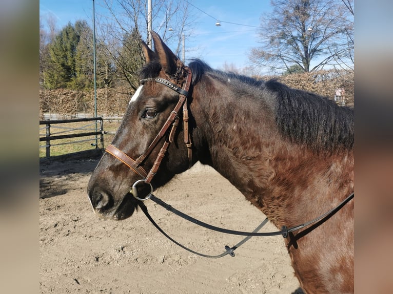 Hungarian Sport Horse Mix Gelding 10 years 15.1 hh Bay-Dark in Salzburg
