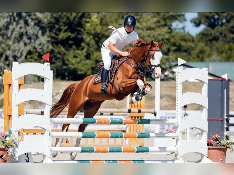 Hungarian Sport Horse Gelding 10 years 15.2 hh Bay in Sződ