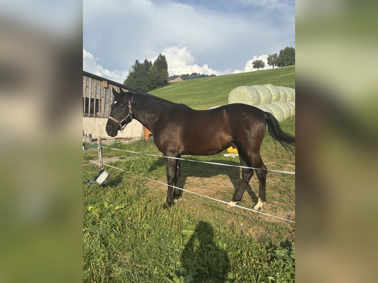 Hungarian Sport Horse Gelding 10 years 15.2 hh Black in Alberschwende