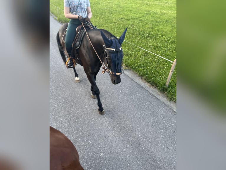 Hungarian Sport Horse Gelding 10 years 15.2 hh Black in Alberschwende