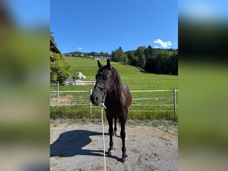 Hungarian Sport Horse Gelding 10 years 15.2 hh Black in Alberschwende