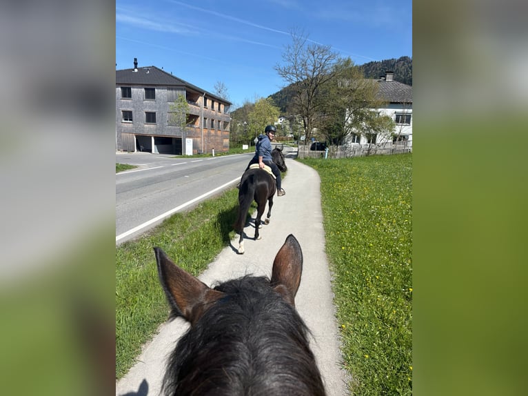 Hungarian Sport Horse Gelding 10 years 15.2 hh Black in Alberschwende