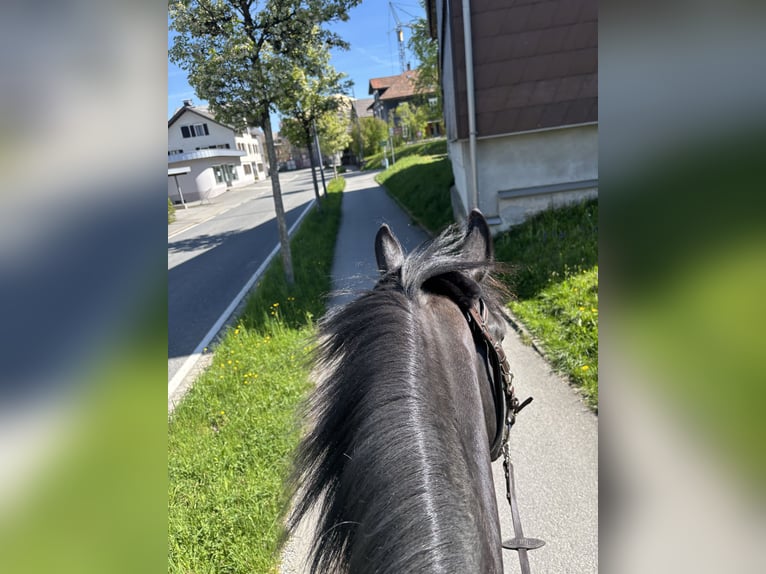 Hungarian Sport Horse Gelding 10 years 15.2 hh Black in Alberschwende